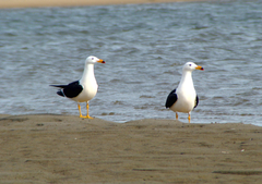 Larus atlanticus