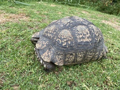 Stigmochelys pardalis
