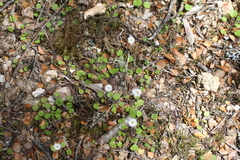 Lagenophora strangulata