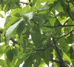 Hymenodictyon orixense
