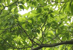 Hymenodictyon orixense