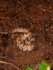 Metlapilcoatlus olmec