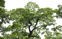 Hymenodictyon orixense
