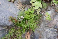 Pteris longifolia