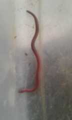 Amphisbaena arenicola