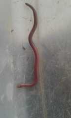 Amphisbaena arenicola