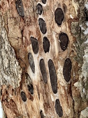 Biscogniauxia bartholomaei