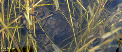 Bufo sachalinensis