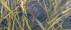 Bufo sachalinensis