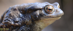 Bufo sachalinensis