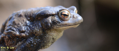 Bufo sachalinensis