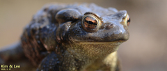Bufo sachalinensis