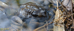 Bufo sachalinensis