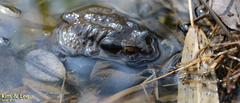 Bufo sachalinensis