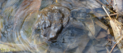 Bufo sachalinensis