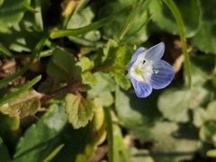 Veronica persica