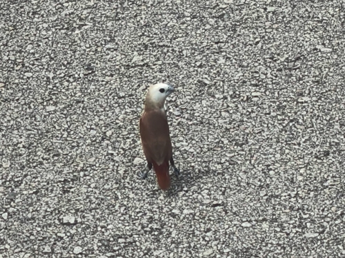 White-headed Munia (Lonchura maja), photo 6