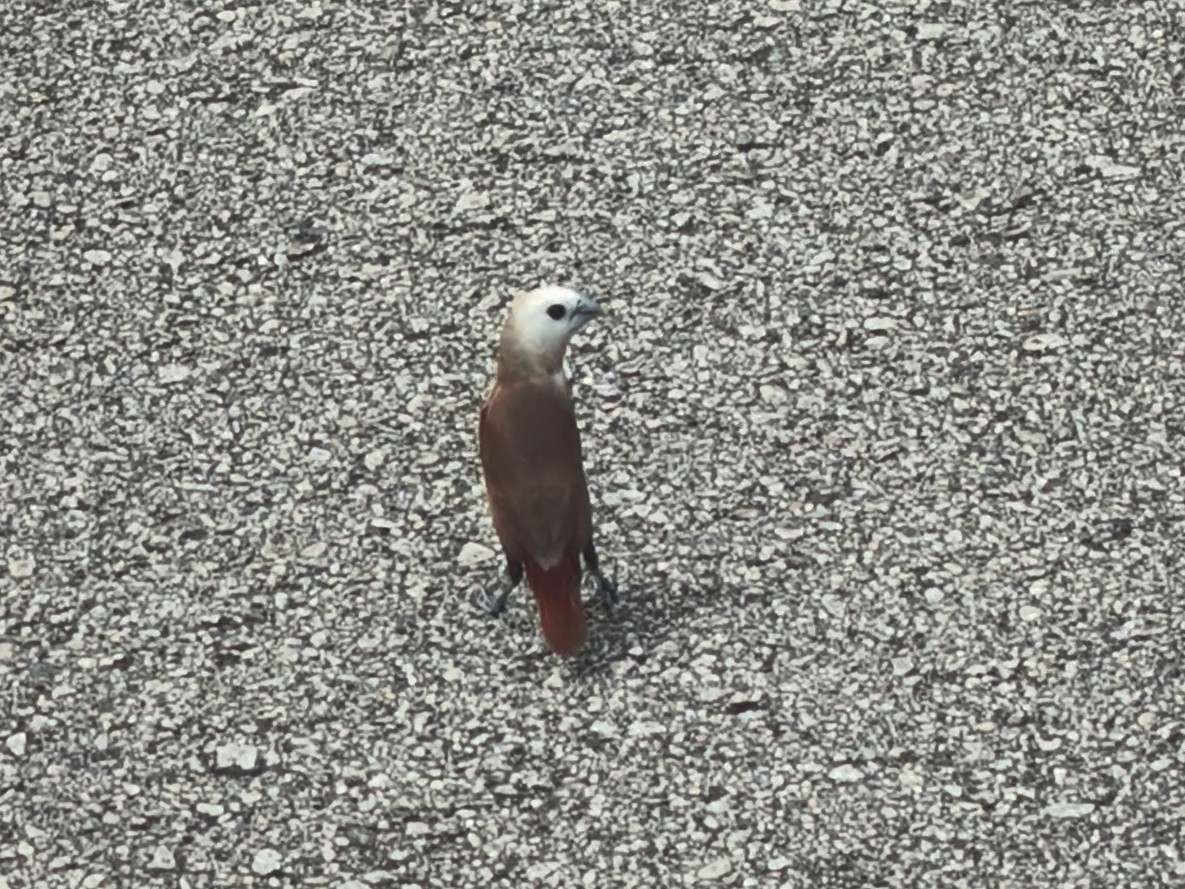 White-headed Munia (Lonchura maja), photo 6