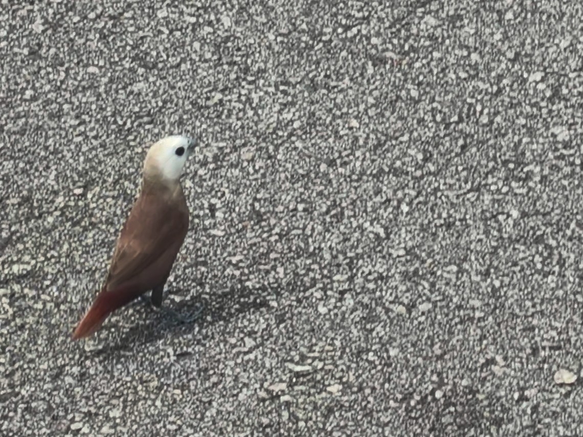 White-headed Munia (Lonchura maja), photo 7