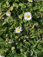 Bellis perennis