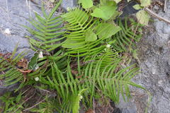 Pteris longifolia