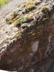 Tortula muralis