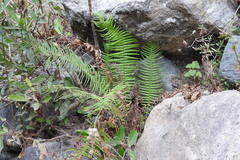 Pteris longifolia