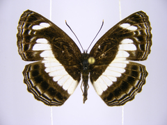 Neptis nemetes nemetes