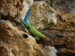 Sceloporus taeniocnemis