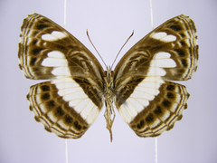 Neptis nemetes nemetes