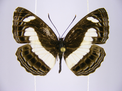 Neptis nemetes nemetes
