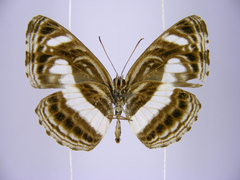 Neptis nemetes nemetes