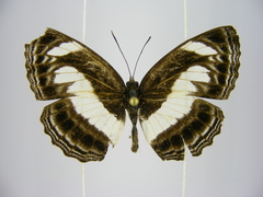 Neptis nemetes nemetes