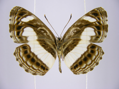 Neptis nemetes nemetes