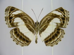 Neptis nemetes nemetes