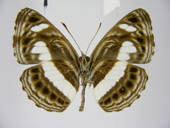 Neptis nemetes nemetes
