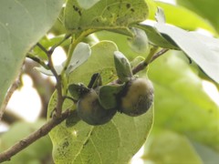 Diospyros montana