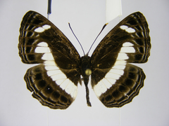 Neptis nemetes nemetes
