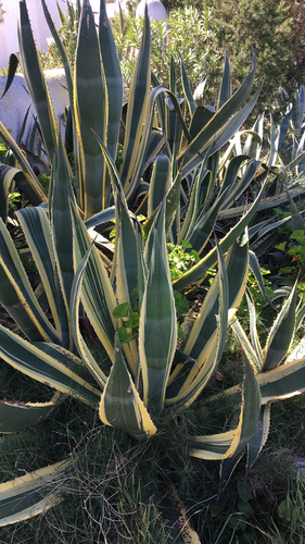Representative image of Agave americana