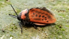 Edebessa nigropuncta