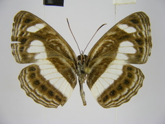 Neptis nemetes nemetes