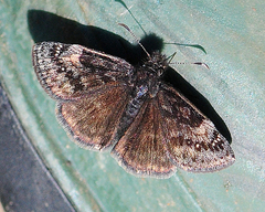 Erynnis lucilius