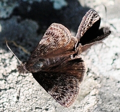 Erynnis lucilius