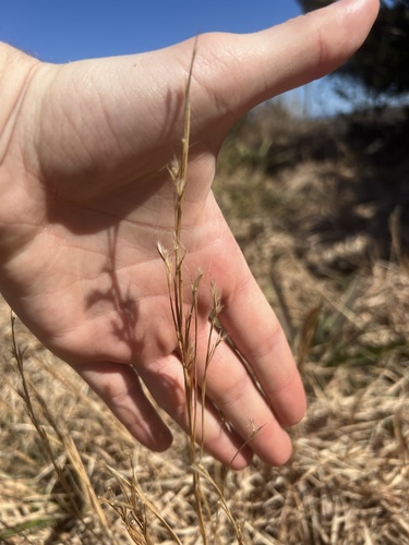 Seaside Bluestem (Schizachyrium littorale)