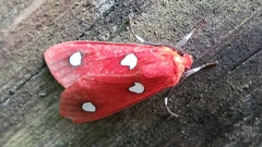 Hyperthaema sanguineata