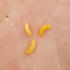 Ectemnius paucimaculatus