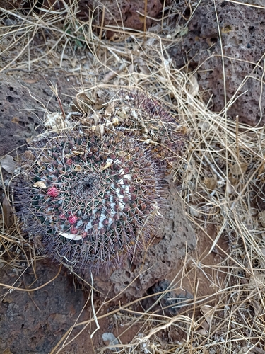Mammillaria wagneriana