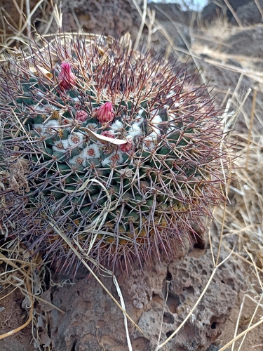 Mammillaria wagneriana
