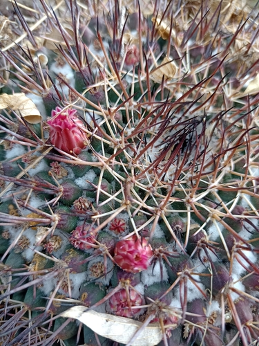 Mammillaria wagneriana
