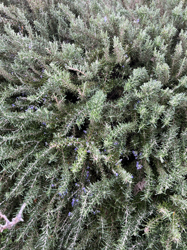 Avistamiento Salvia rosmarinus